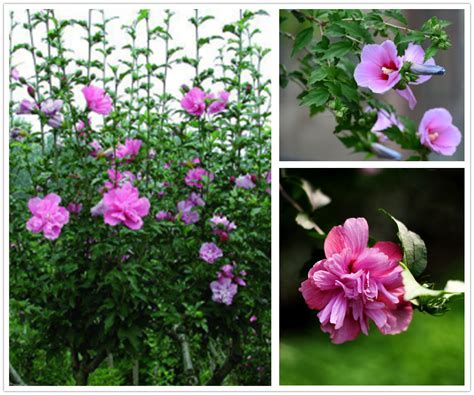 芙蓉是什麼花|芙蓉花(木槿屬植物):花卉名稱,基本信息,詳細介紹,花語,中藥材,基。